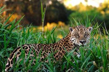 Alguns animais que moram na floresta
