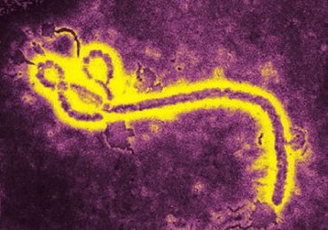 Saiba o que é o Virus Ebola